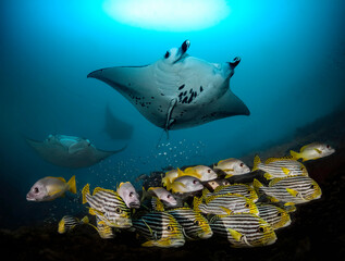 Wildlife with manta rays and yellow lucian fish in the deep Indian ocean