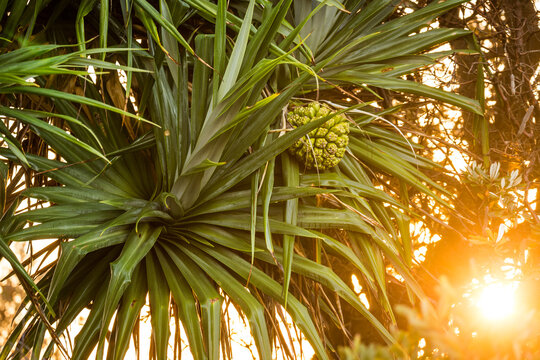 Pandanus Palms at sunset