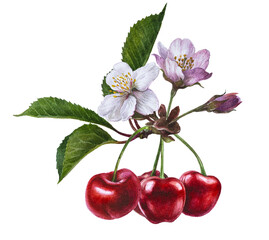 Watercolor cherry blossom branch, Summer fruits, hand-drawn spring cherry  branch, Sakura pink flowers