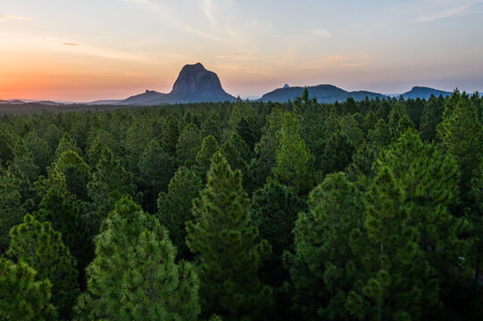 Pine forest with the Glasshouse Mountains in the background