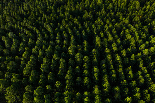 Aerial image of a pine tree plantation forest