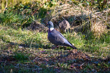 One  pigeon in the meadow