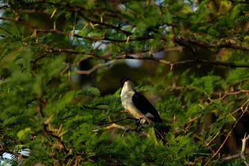 magpie at the branch search its family soo sad look