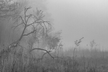 Fog and Trees,Aird Meadow Loch, Lochwinnoch, Renfrewshire, Scotland, UK B&W
