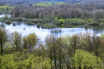 Fototapeta na wymiar Panoramic view of a forest and a river in the springtime
