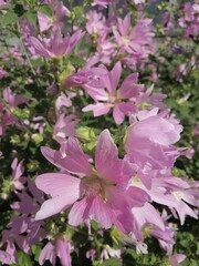 Obraz premium a large bush with pink flowers and petals.Dog rose or Lavatera thuringiaca. Floral Wallpaper