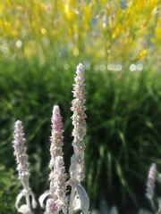 Stachys lanata. Fluffy silvery soft leaves of Chistets or Sheep Ears and pink blooming...