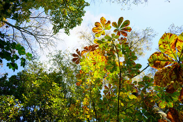 Close up of autumn leaves