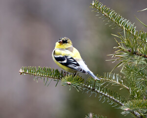 American Goldfinch Photo and Image.  Finch close-up profile view, perched on a coniferous branch with a blur background in its environment and habitat surrounding displaying yellow colour.