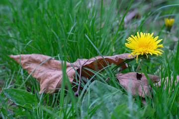 dandelion growing on a green meadow