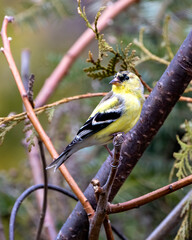 American Goldfinch Photo and Image. Finch close-up profile view, perched on a branch with a blur background in its environment and habitat surrounding displaying yellow colour.