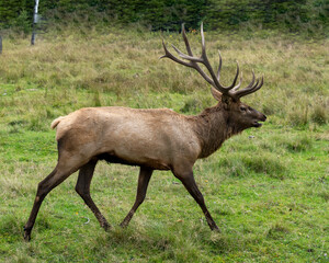 Naklejka na ściany i meble Elk Stock Photo and Image. Male animal in the forest in the mating hunting season and making a bulge call, displaying mouth open, antlers in its environment and habitat surrounding.