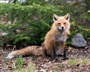 Red Fox Photo Stock. Fox Image. Close-up profile view sitting in the springtime with coniferous tree background and rock and looking at camera in its environment and habitat. Picture. Portrait.