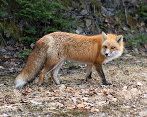 Naklejka na ściany i meble Red Fox Photo Stock. Fox Image. Close-up side view in the spring season with blur rocks and coniferous branches background in its environment and habitat. Picture. Portrait.