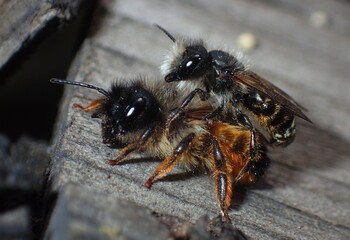 Mating pair of wild bees (Osmia species) on wooden surface. Detailed macro of pollinators, ideal for biodiversity, insect behavior, ecology, and reproductive biology themes © Maciej Bonk