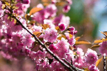 Fototapeta na wymiar Blooming cherry blossoms close-up. Beautiful spring postcard. Selective focus