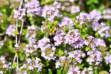 咲き誇るタイムロンギカウリスの花