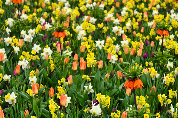 Obraz premium Colorful garden with flowers spring season