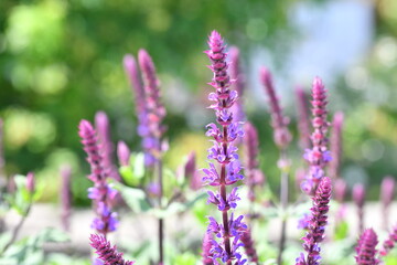 サルビアネモローサの花