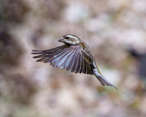 Purple Finch Photo and Image. Bird flight. Finch female flying with its beautiful brown spread wings with a blur background in its environment and habitat. Purple Finch Portrait and Picture.