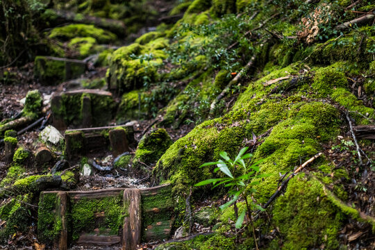Moss covered timber steps