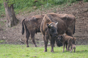 Bison d'Europe femelle avec son veau nouveau-né
