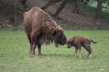 Bison d'Europe femelle avec son veau nouveau-né
