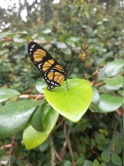 butterfly on a flower