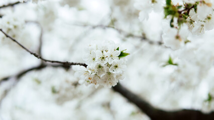 Spring blossoms