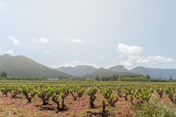 Field of vineyards in Lliber, Alicante (Spain), on a spring day.