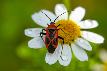 Close up  beautiful  insect in the garden