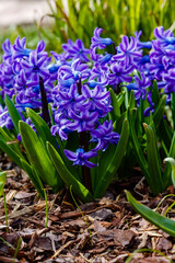 Hyacinth in bloom in spring garden. Hyacinth is a genus of plants in the Asparagus family