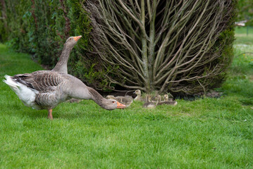 famille d'oies à la campagne