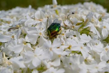 scarabée sacré dans les fleurs blanches - obrazy, fototapety, plakaty