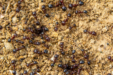 Beautiful Strong jaws of red ant close-up