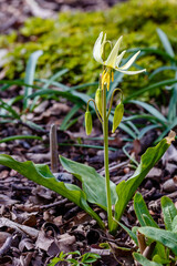Erythronium yellow in blossom in spring garden