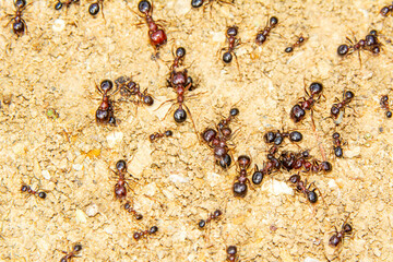 Beautiful Strong jaws of red ant close-up