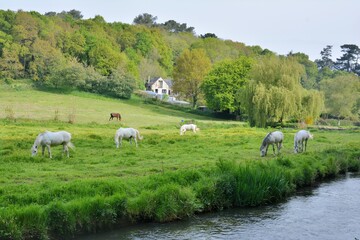Beautiful horses in a field along the Guindy river-Brittany France