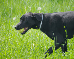 Close-up of a cute black Labrador Retriever walking in the meadow