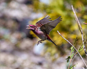 Purple Finch Photo and Image. Bird flight.  Finch male flying with its beautiful red colour spread wings with a blur background in its environment and habitat surrounding.