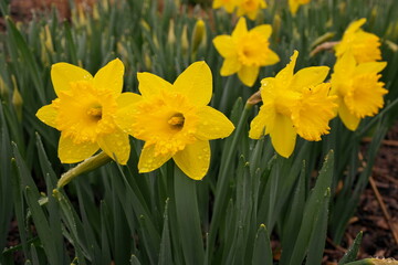 Fototapeta premium Yellow Daffodil Flowers in Garden Covered in Clear Raindrops after a Spring Rain
