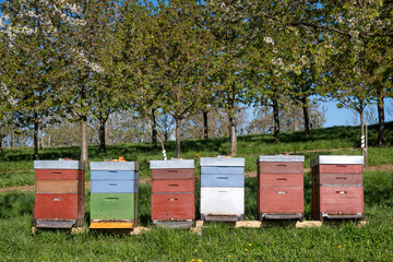 Beehive colorful wooden boxes in green grass
