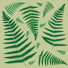 A set of silhouettes fern leaves on green background. Vector.