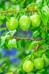 Macro shots, Beautiful nature scene. Closeup beautiful Green Plums on a tree