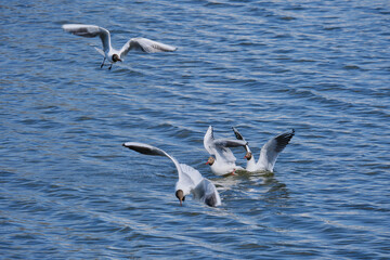 Seagulls are flying out of the lake. Birds.