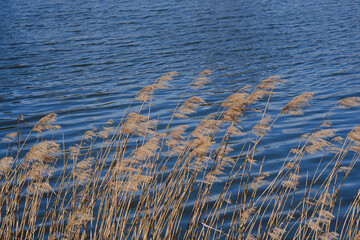 Bullrushes on the edge of a lake. Reed Mace.