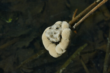Bullrushes on the edge of a lake. Reed Mace. Dandelion.