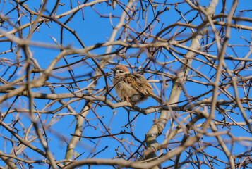 Sparrow is sitting on a branch. Blue sky. Bird.