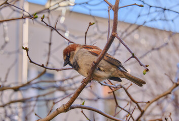 Sparrow is sitting on a branch in the city. Blue sky. Bird.
