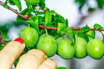 Macro shots, Beautiful nature scene. Closeup beautiful Green Plums on a tree